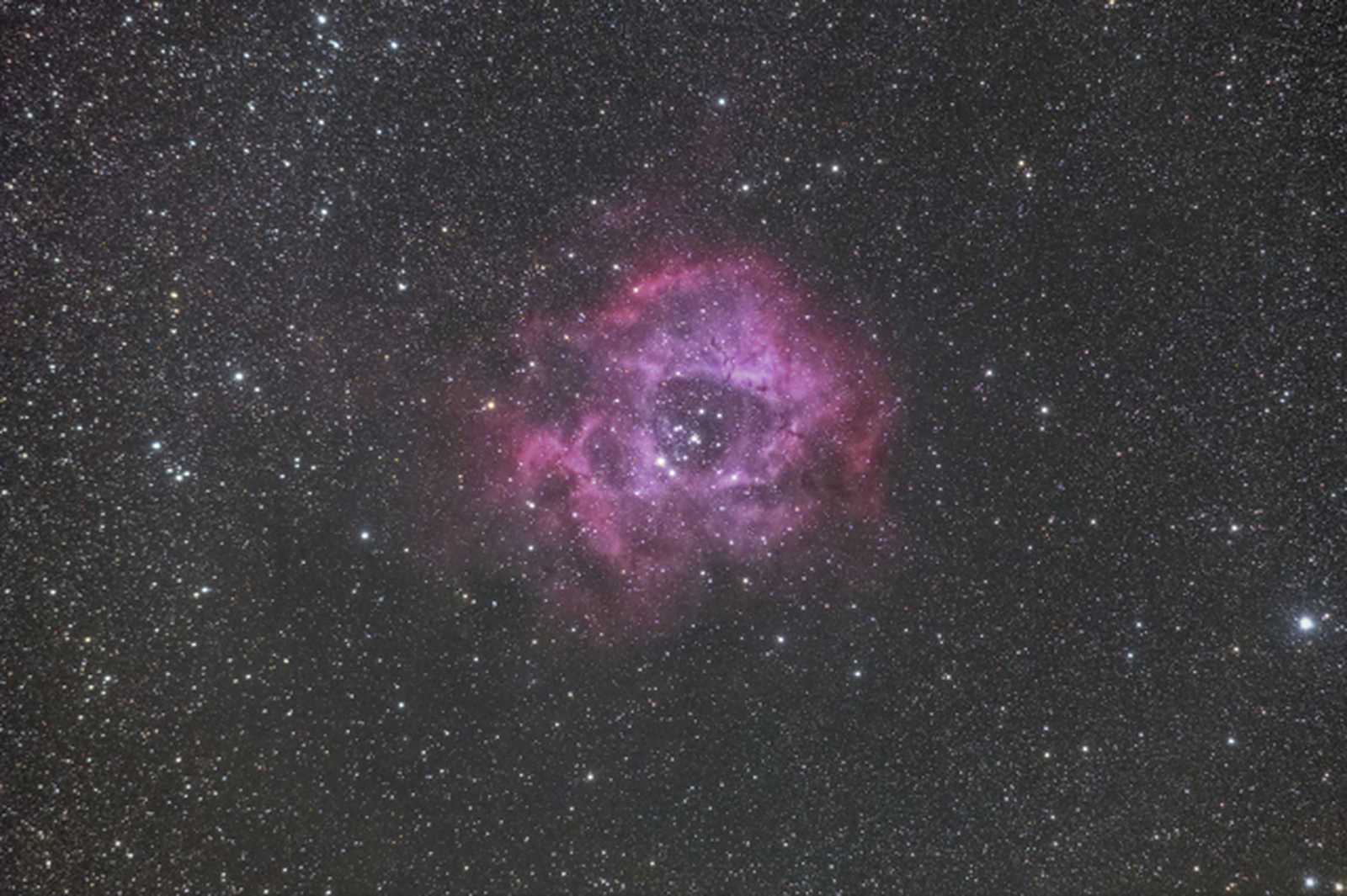 roseta 2021 300mm roseta 2021 300mm