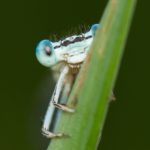 Constantin Razvan Cornel